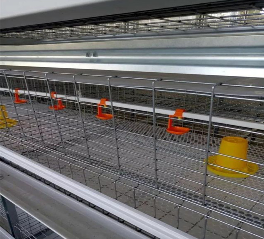 alimentador e bebedor