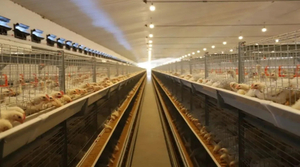 chicken house.jpg