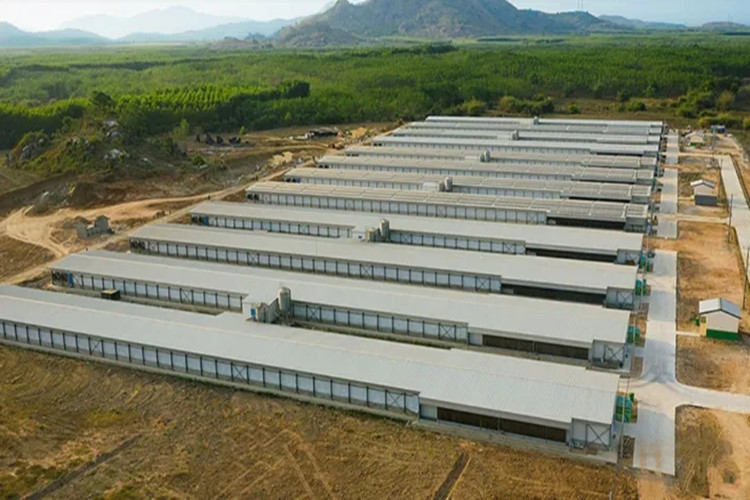explora&ccedil;&atilde;o agr&iacute;cola de aves