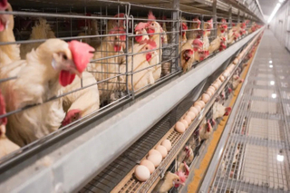 Solução de aves agro-paralelas para a fazenda de frango em camada