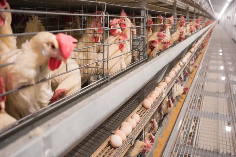 Solução de aves agro-paralelas para a fazenda de frango em camada