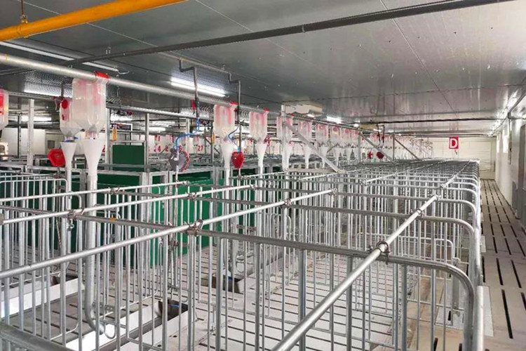 galp&atilde;o de porco