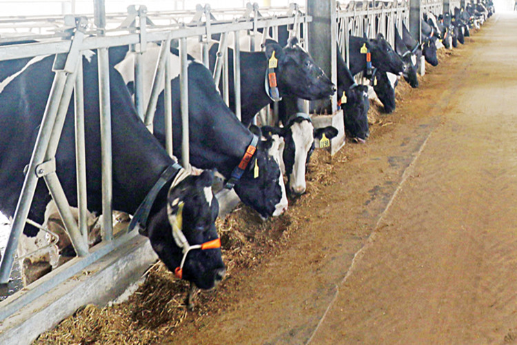Fazenda de gado leiteiro