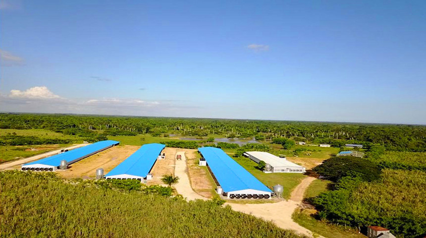Fazenda de frango para frango