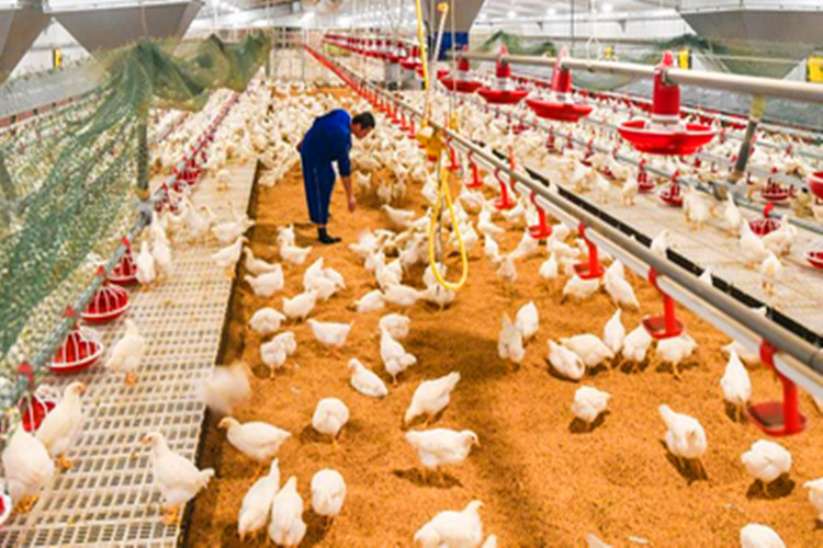 p&aacute;ssaros de carne