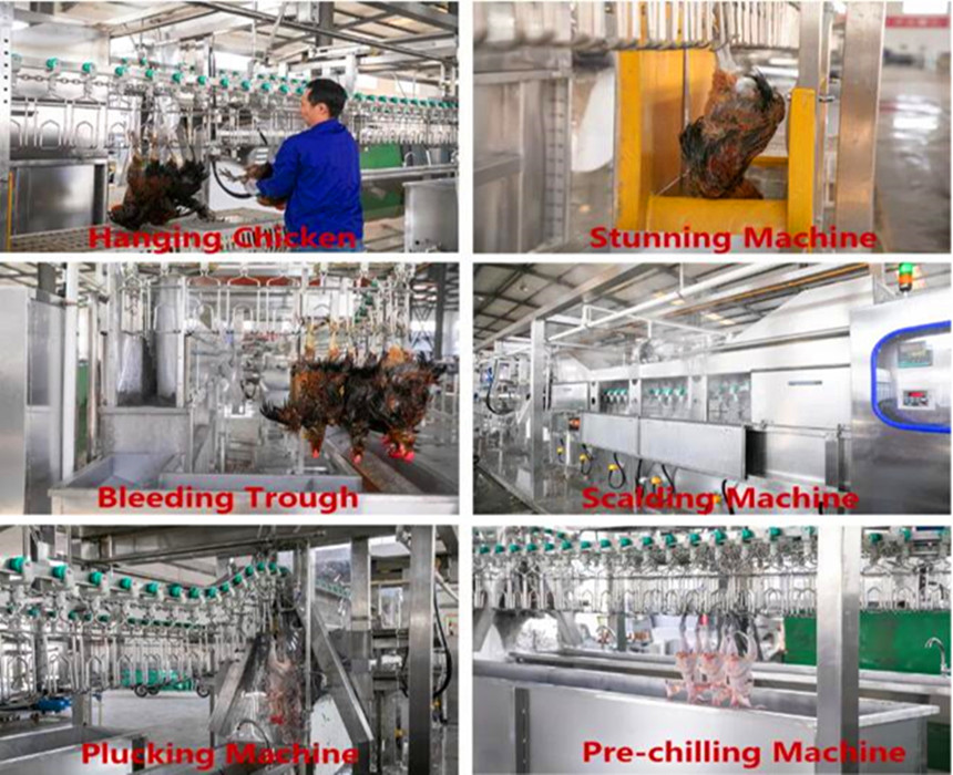 Processamento de frango 