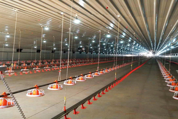 Equoce de fazenda de frango autom&aacute;tico