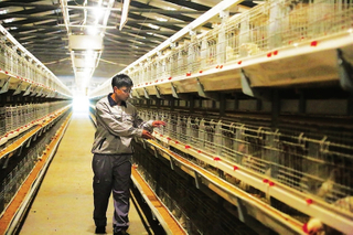 Fazenda econômica de galinha de aves com equipamentos automáticos de criação de animais