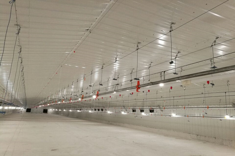 Fazenda de aves de frango