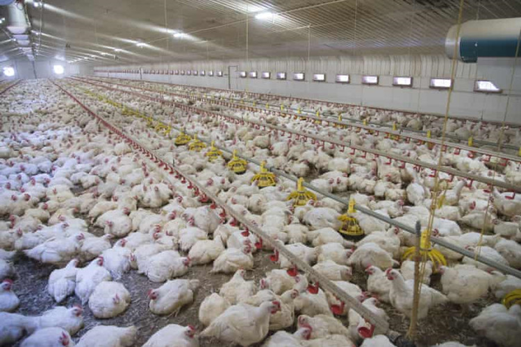 Fazenda de criação Morden para frango pré-fabricado de frango de corte