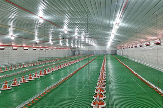 Construção de aço agrícola para galpão de frango de corte com equipamento de avicultura