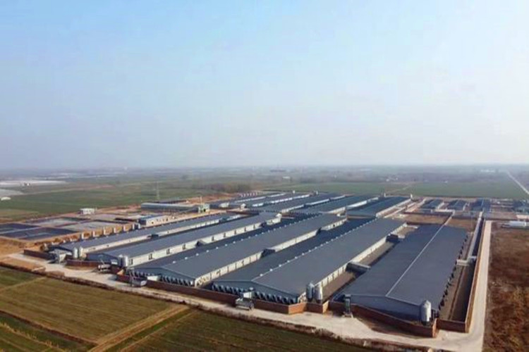 Fazenda de porcos EPC