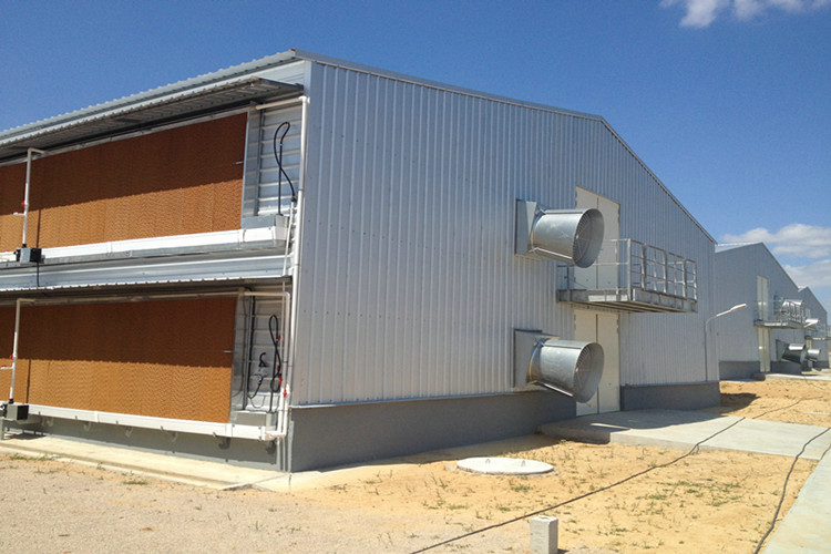 Fazenda de poutry Fabricated Steel Structures for Meat Production Frango Aves