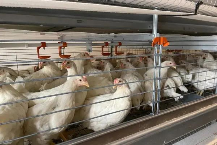 Fazenda de frango de alimenta&ccedil;&atilde;o gaiola