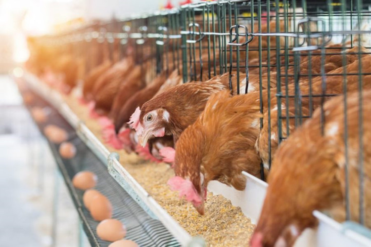 Edifícios de aço agrícola para granja de frango com equipamento automático de avicultura