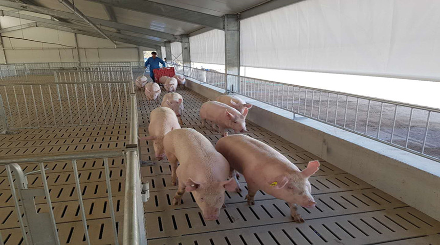 Fazenda de porcos com porca eletrônica na Austrália