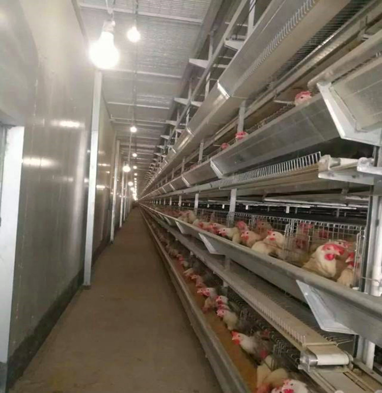 gaiola alimenta&ccedil;&atilde;o de galinha