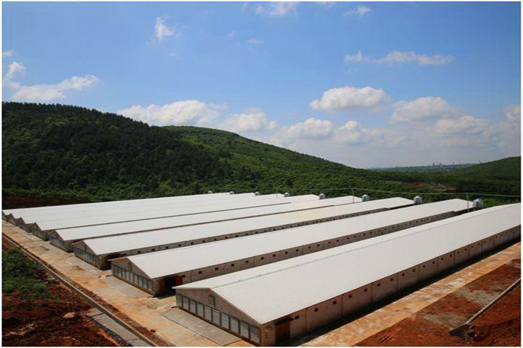 Fazenda de frango Mordern para pássaros de corte de carne com equipamentos de aves