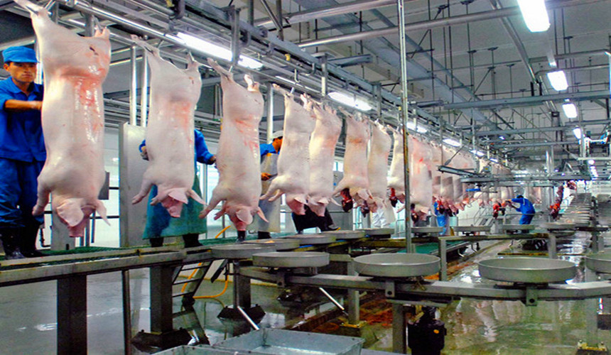 ind&uacute;stria de carne de porco