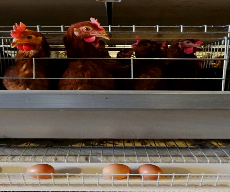 Produ&ccedil;&atilde;o de ovos de galinha