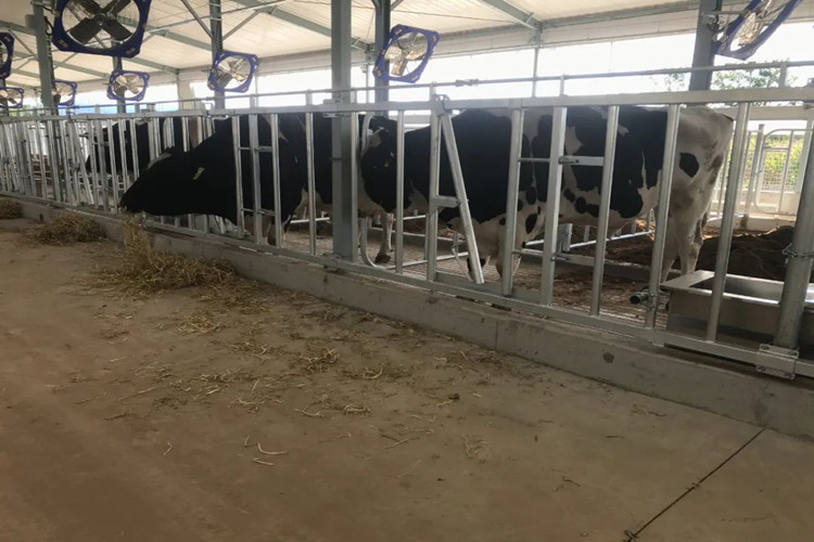 Casa de latic&iacute;nios