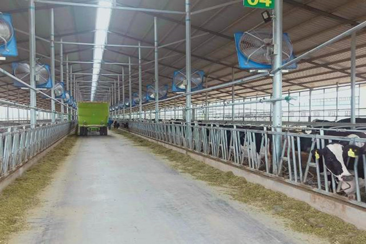 Edifício de estrutura de aço galvanizado de baixo custo para galpão de vaca