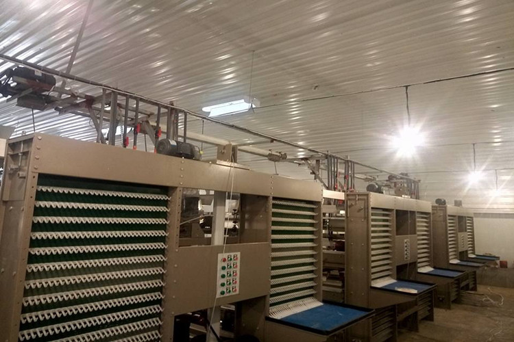 Cole&ccedil;&atilde;o de ovos