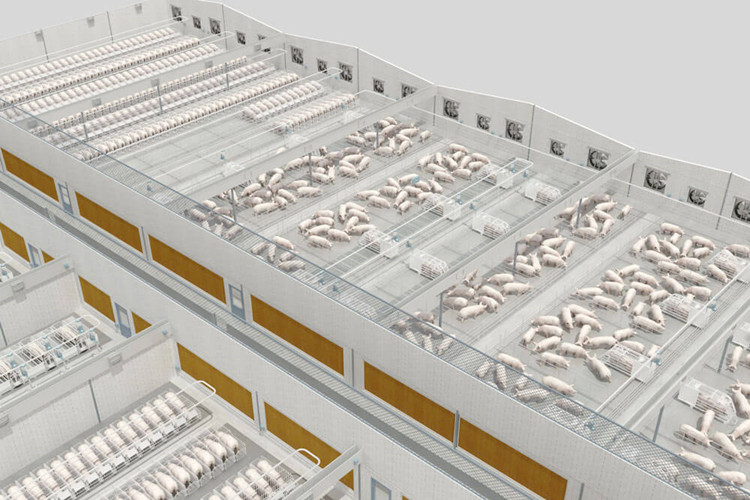 Estrutura de estrutura de metal galvanizado celeiro para granja de porcos