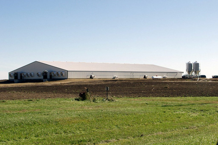 Estruturas de aço Agro turn-key para granjas de suínos produtores comerciais