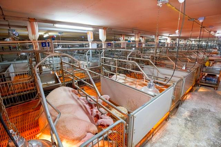 500 cabeças Mãe Sows Pig Farm