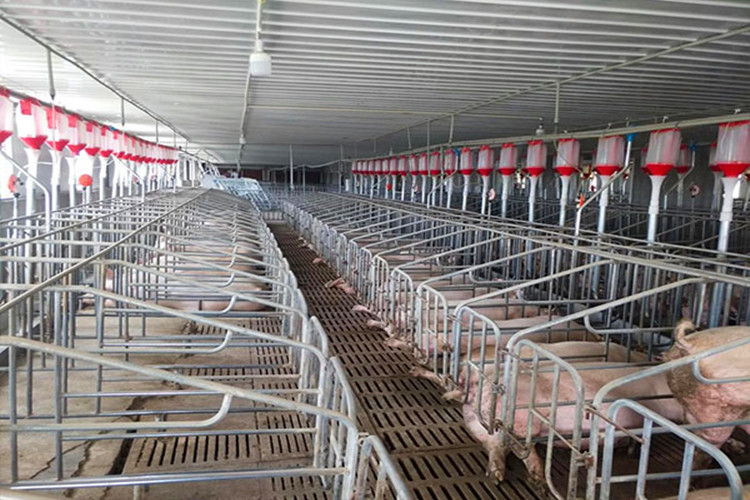 Galvanização Farrowing Crate na agricultura de porcos