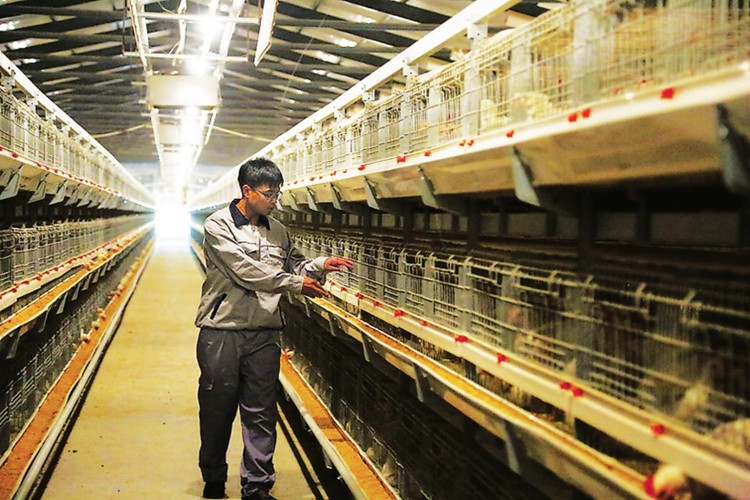 Sistema de alimenta&ccedil;&atilde;o de gaiolas