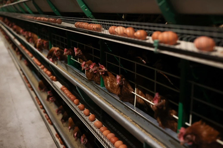 Fazenda de frango Mordern para pássaros de corte de carne com equipamentos de aves