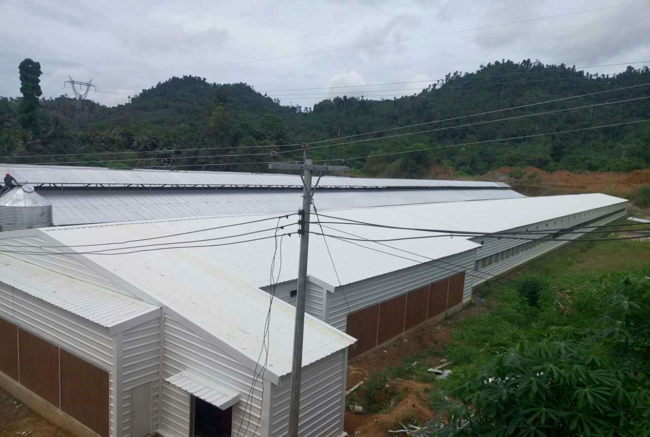 Construção de aço agrícola de aves de aves para frango com frango