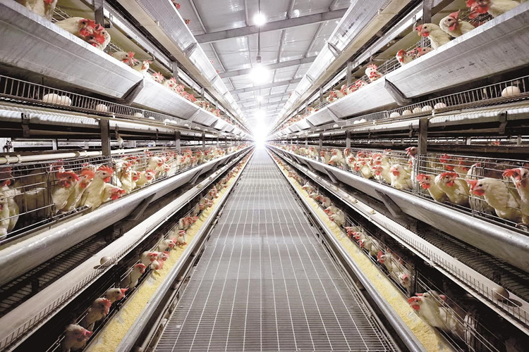 p&aacute;ssaros de frango em gaiola