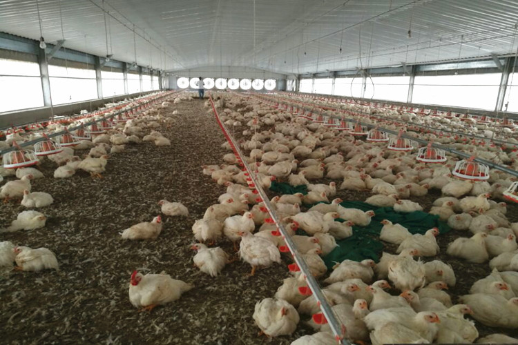 5000 Birds Froiler Frango Aves