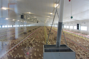 Casa de frango com frango de aves para edifícios de aço agrícola