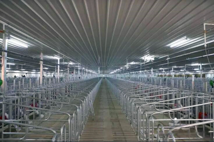 Galvanização Farrowing Crate na agricultura de porcos