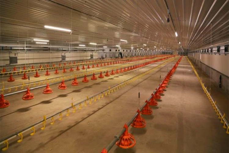 Sistema de alimenta&ccedil;&atilde;o de frango